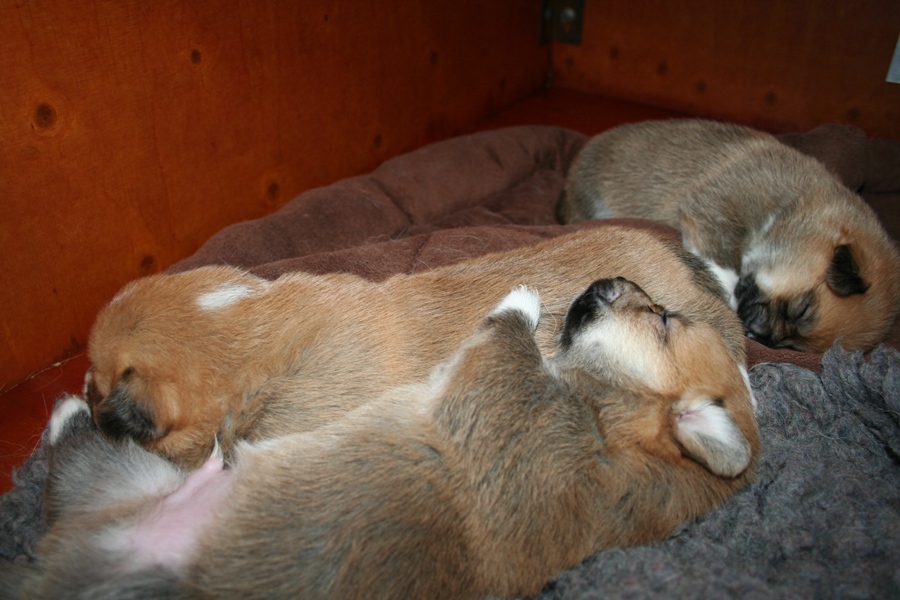 Puppies